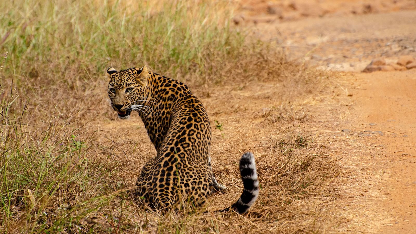 An Indian Leopard turning behind on a dry grassland at Trees N Tigers, Tadoba.